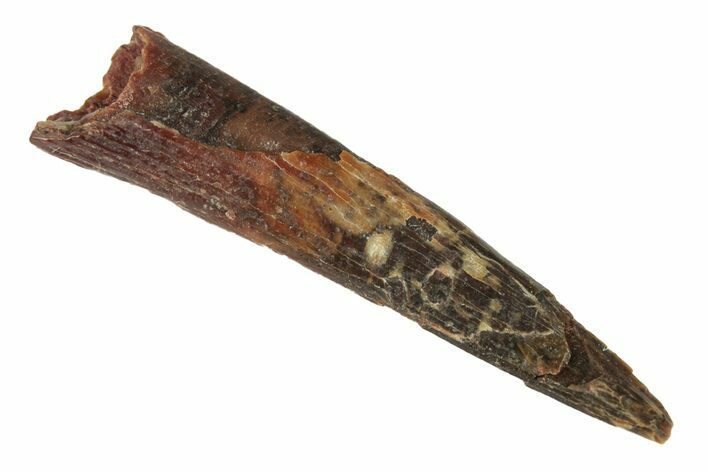 Fossil Pterosaur (Siroccopteryx) Tooth - Morocco #248922